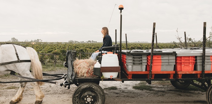 attelage au cheval dans les vignes du Château Pontet-Canet, illustrant une approche respectueuse des sols et le travail minutieux réalisé au coeur du vignoble bordelais. 